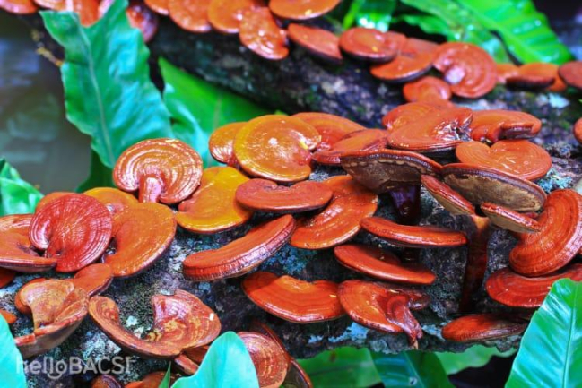 Nấm lim xanh Quảng Nam có tác dụng gì? Tìm hiểu ngay!