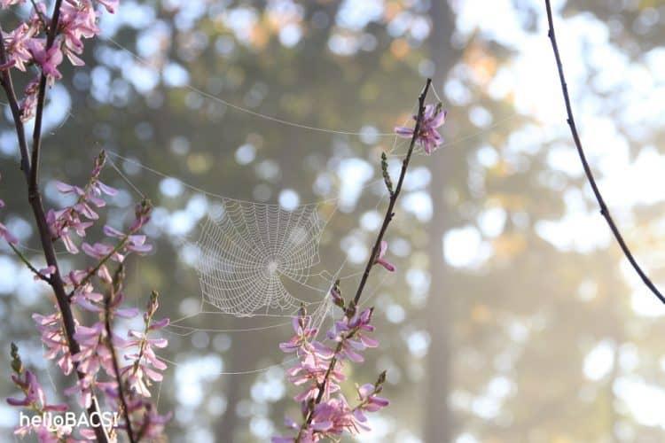 Bạn biết gì về tĩnh mạch mạng nhện?