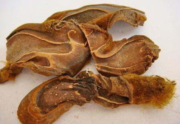 cẩu tích là cây gì
