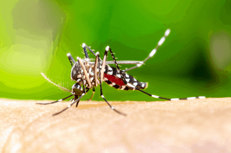 Khám phá 10 cách điều trị sốt rét tại nhà hiệu quả nhất