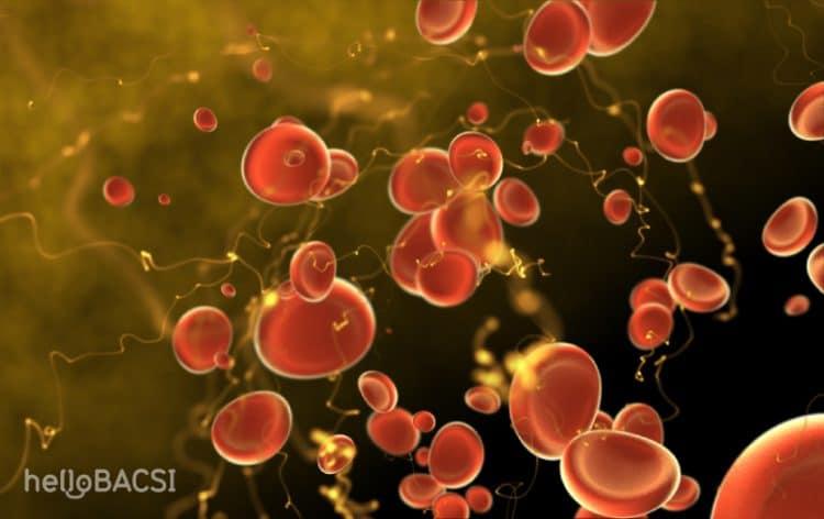 Nhiễm khuẩn huyết do nhiễm trùng đường tiết niệu: Nguy hiểm khôn lường