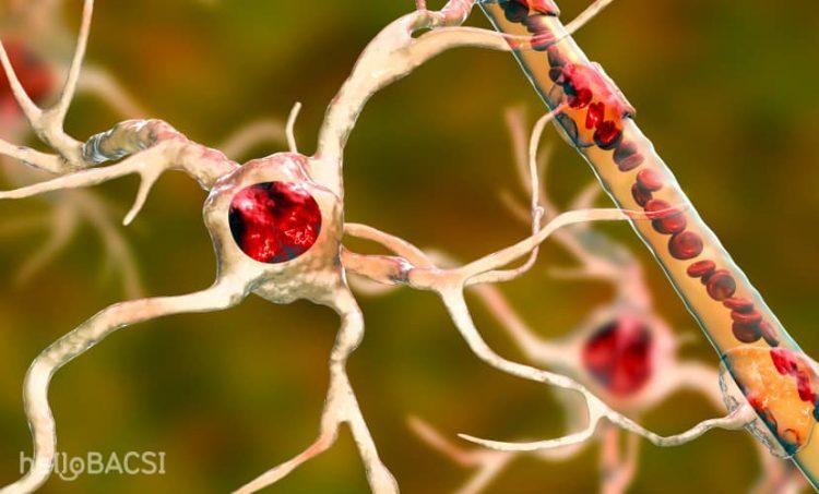 Hàng rào máu não: "Vị thần bảo hộ" hay "kẻ ngáng đường"?