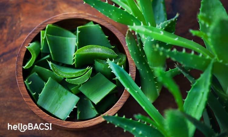 Top 14 cách làm mặt nạ nha đam dưỡng da, giảm mụn