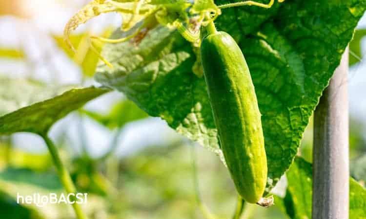 22 bí kíp làm mặt nạ dưa leo dưỡng trắng cho da mặt