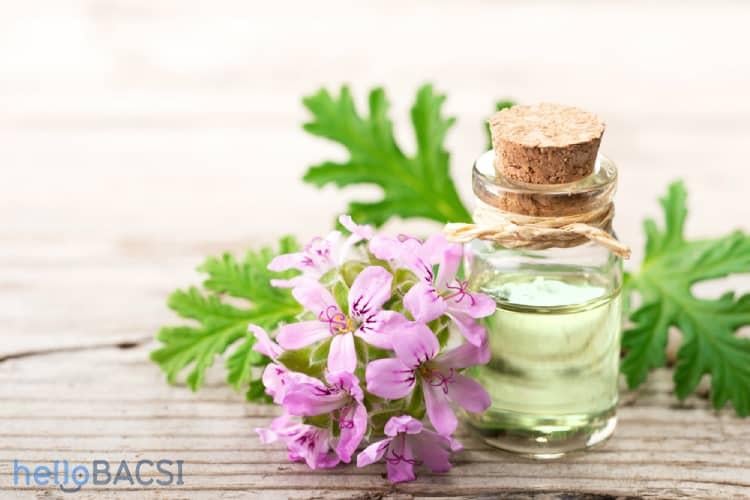 8 tác dụng thú vị của tinh dầu phong lữ mà có thể bạn chưa biết