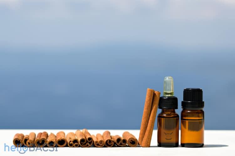 Tinh dầu quế có gì mà lại được ưa chuộng đến thế?