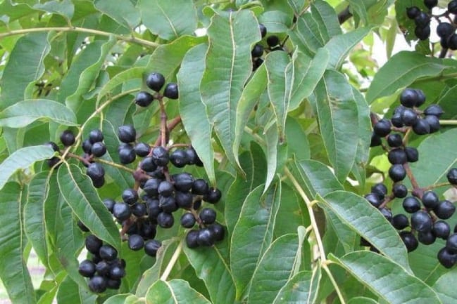 Hoàng bá