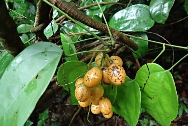 Hoàng đằng