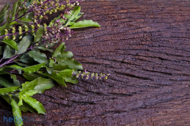 Cây hương nhu tía và những lợi ích sức khỏe, làm đẹp