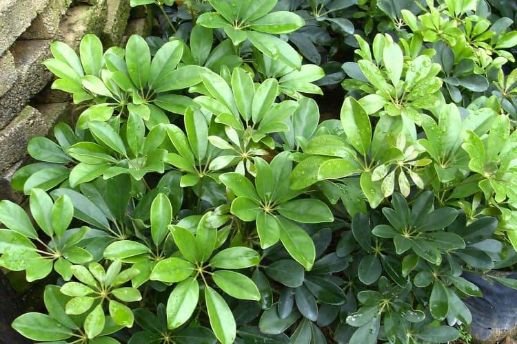 Ngũ gia bì - Vị thuốc quý giúp giảm đau xương khớp, tăng cường sức khỏe