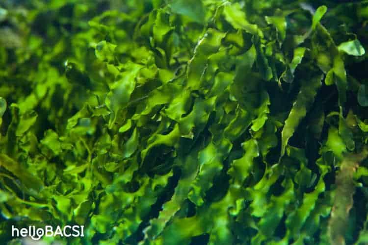 Dầu tảo biển: Nguồn omega-3 có thể thay thế dầu cá