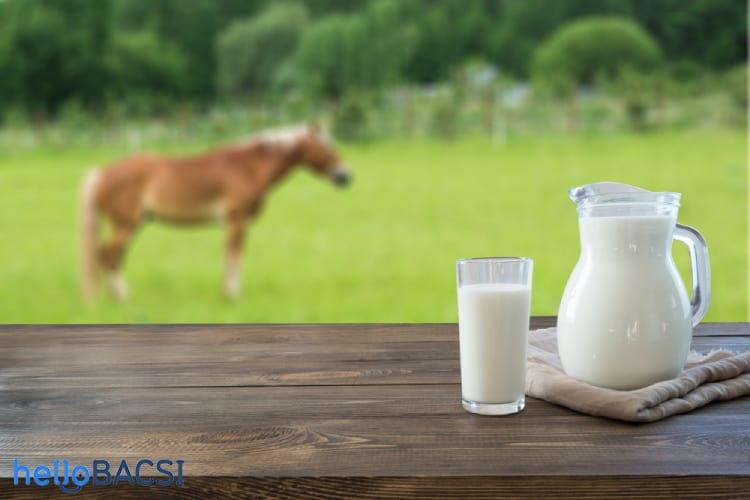 Sữa ngựa: Thức uống dinh dưỡng mới lạ và đầy thú vị