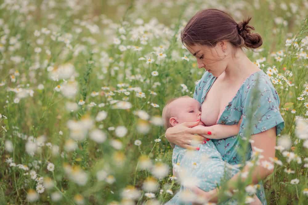 Trà lợi sữa liệu có lợi sữa không? Loại trà lợi sữa nào tốt và hiệu quả?