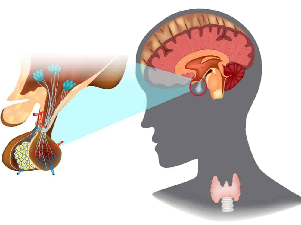 tuyến yên - nơi sản xuất hormone FSH