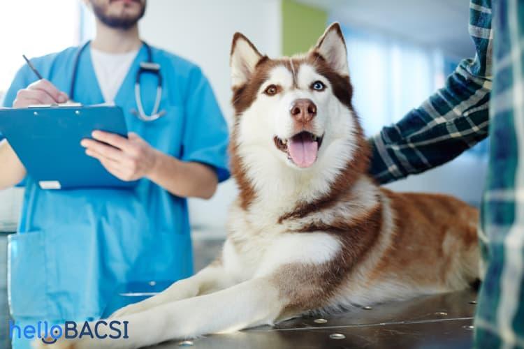 Các bệnh lây truyền từ động vật sang người nguy hiểm như thế nào?