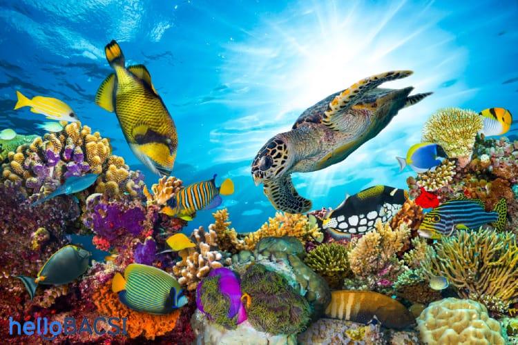 Sự thật thú vị về 12 động vật dưới nước mà cha mẹ nên dạy cho con
