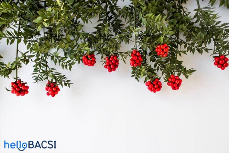 6 lợi ích của đậu chổi có thể khiến bạn ngạc nhiên