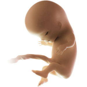 Infant