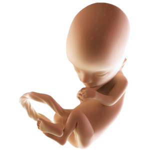 Infant