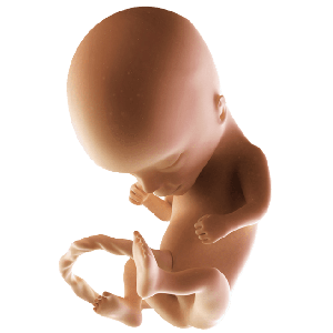 Infant