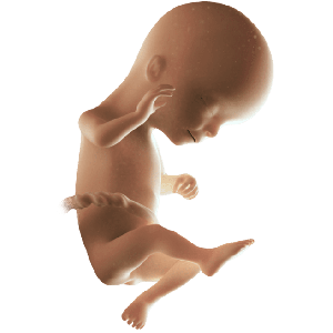 Infant