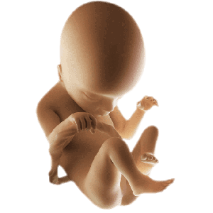 Infant
