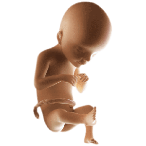 Infant