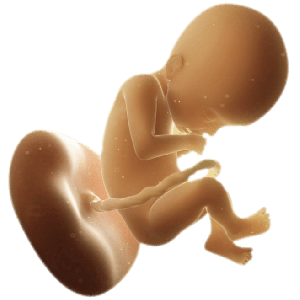 Infant