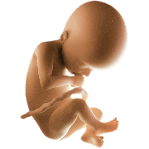 Infant
