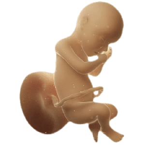 Infant
