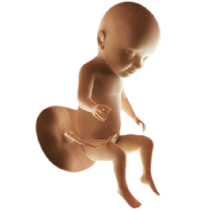 Infant