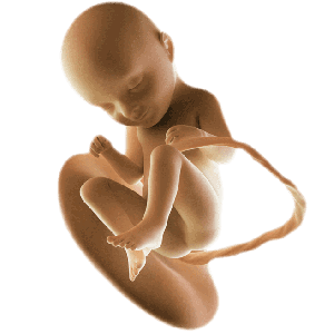Infant