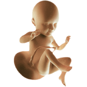 Infant