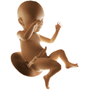 Infant