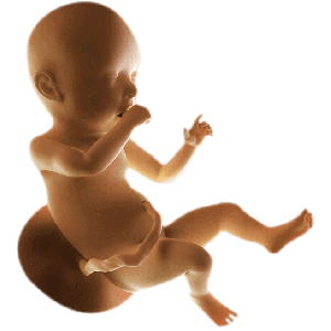 Infant