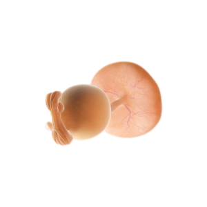 Tuần 5