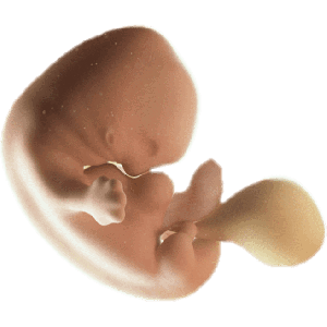 Infant