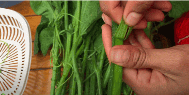 Rau bí và 10 lợi ích sức khỏe không ngờ đến • Hello Bacsi