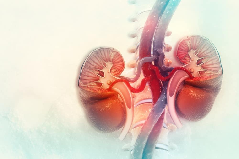 Hệ tiết niệu - Hệ bài tiết nước tiểu gồm các cơ quan nào?