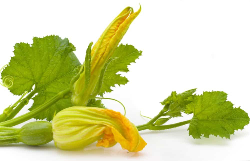 Rau bí và 10 lợi ích sức khỏe bất ngờ