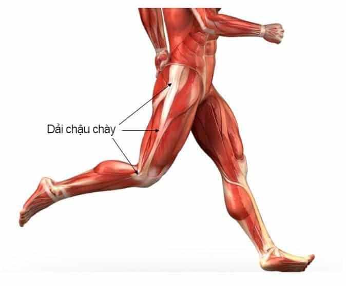 dải chậu chày