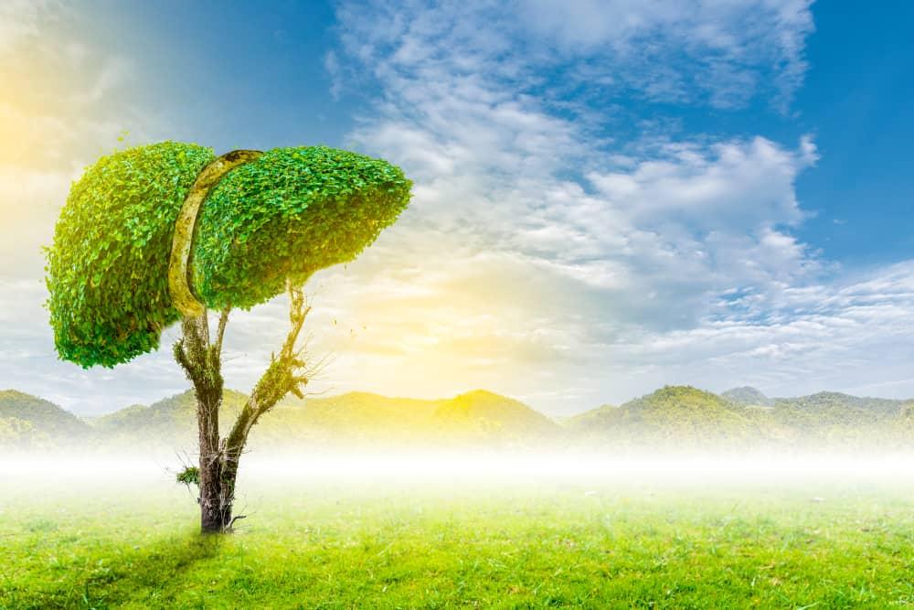 Suy giảm chức năng gan: Hiểu để phòng tránh hiệu quả