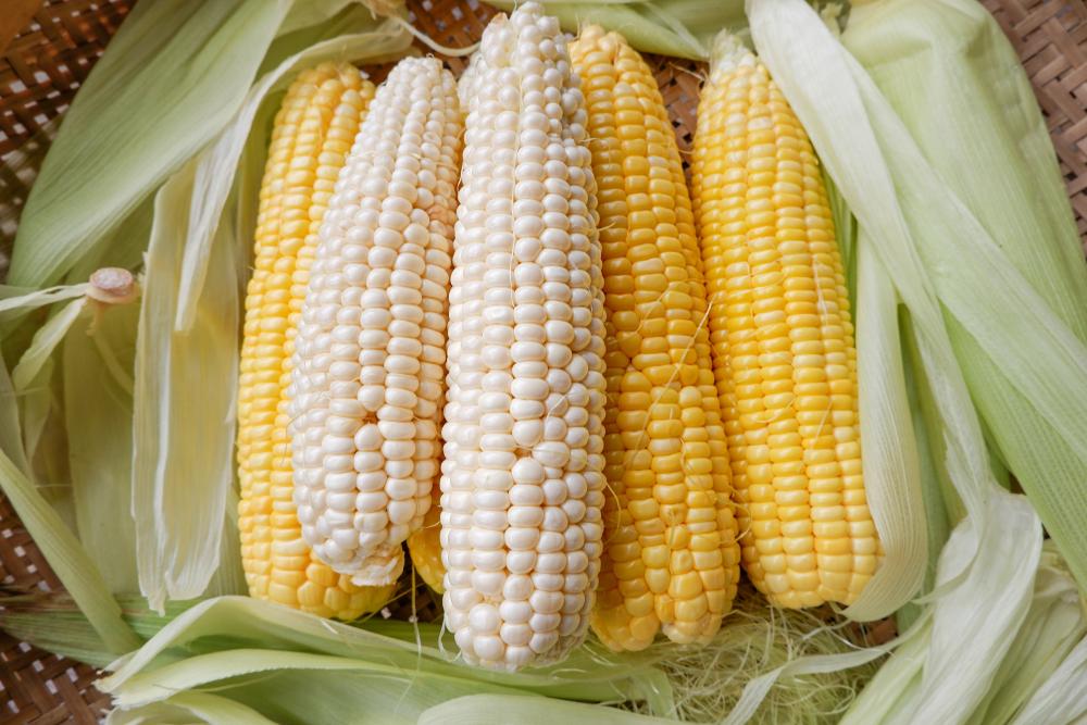 tiểu đường ăn bắp Mỹ hay bắp nếp