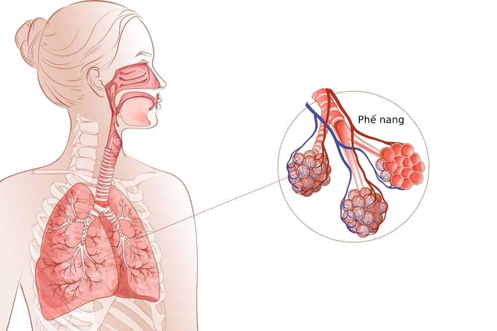 tìm hiểu cấu tạo hệ hô hấp để có các biện pháp bảo vệ hệ hô hấp