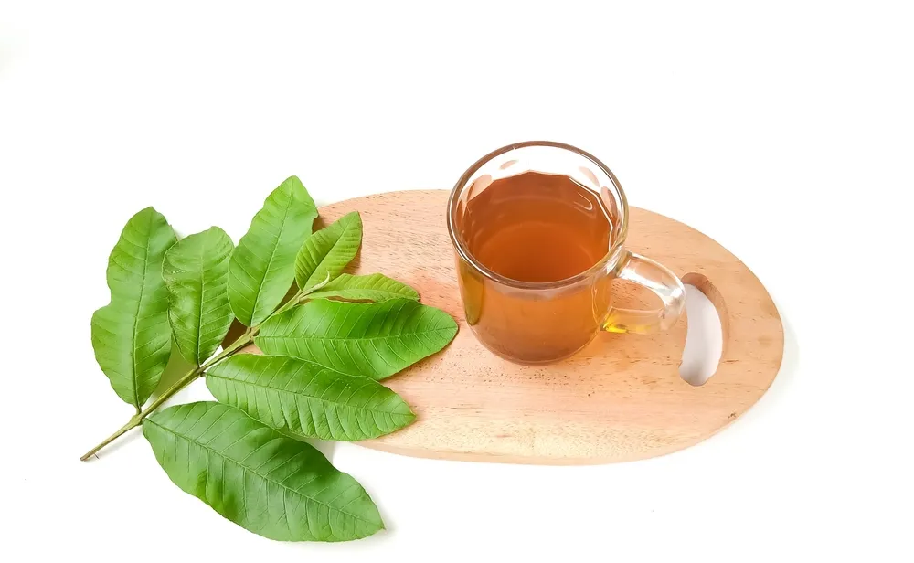 cách nấu trà lá ổi chữa tiểu đường