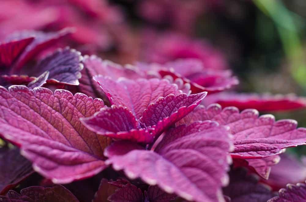 Có nên uống nước lá tía tô trước khi cho bé tiêm phòng? Cách uống đúng