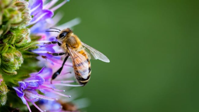 Khi bị ong đốt bôi gì cho bớt sưng nhức?