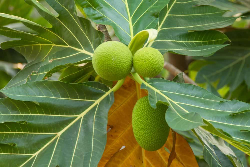 Lá sa kê trị bệnh tiểu đường có hiệu quả không?