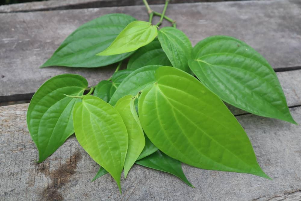 4 cách chữa bệnh trĩ tại nhà bằng lá trầu không hiệu quả dễ thực hiện