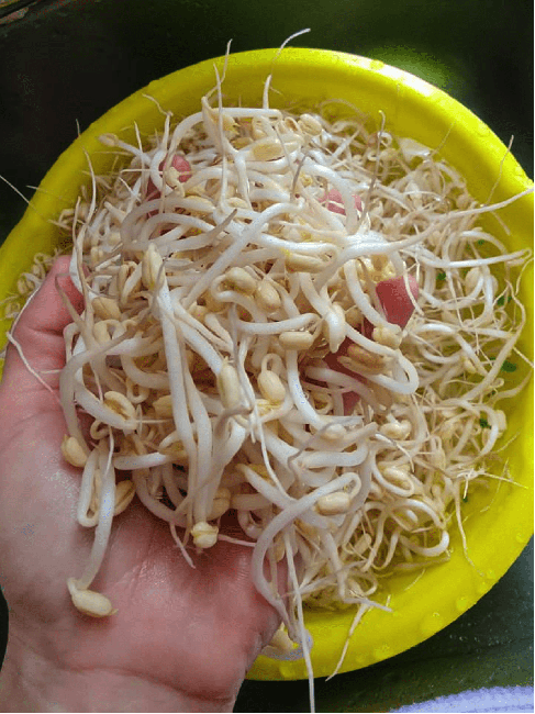 TOP 6 cách làm giá đỗ tại nhà sạch cực kỳ đơn giản